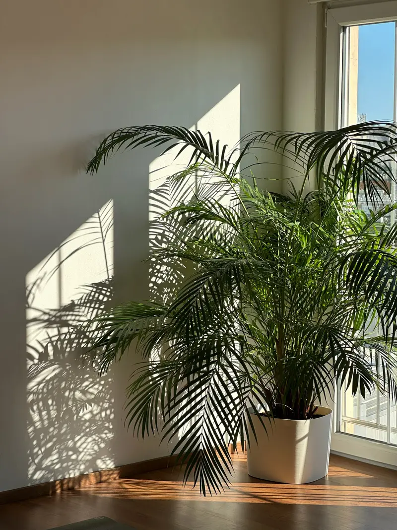 Sunlight and palm shadows on the wall of the Sundara movement room
