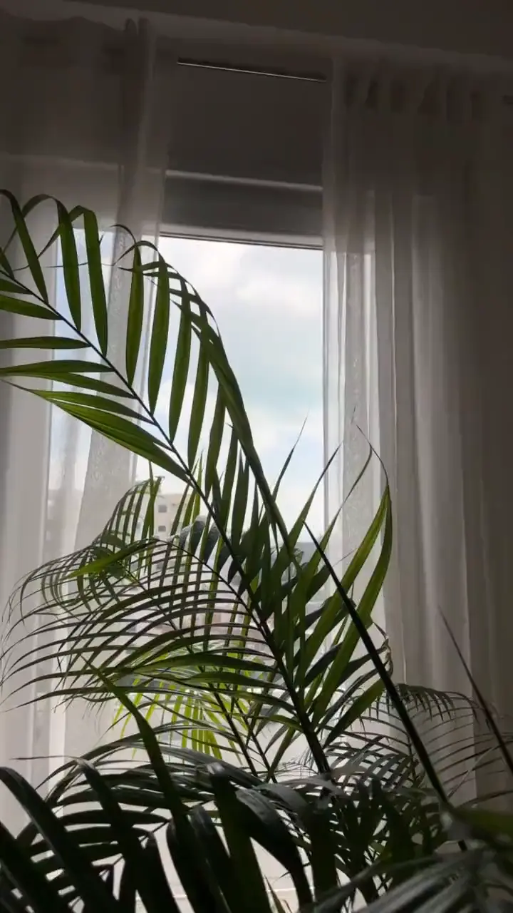 Palm leaves moving in soft daylight in front of white curtains at Sundara Studio